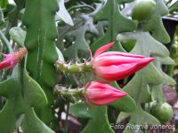 Epiphyllum röd